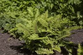 Polystichum setiferum (Zachte naaldvaren) - afbeelding 2