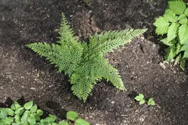 Polystichum setiferum (Zachte naaldvaren) - afbeelding 3