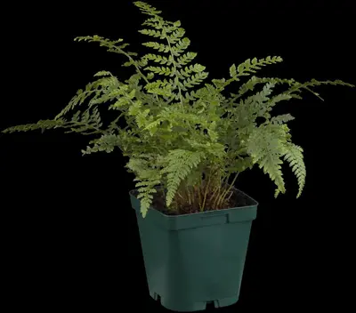 Polystichum setiferum (Zachte naaldvaren) - afbeelding 4