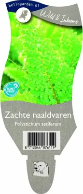 Polystichum setiferum (Zachte naaldvaren) - afbeelding 1