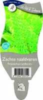 Polystichum setiferum (Zachte naaldvaren) - afbeelding 1