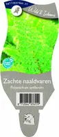 Polystichum setiferum (Zachte naaldvaren) - afbeelding 1