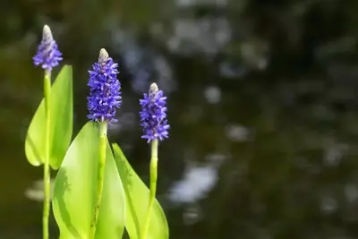 Pontederia cordata (Snoekkruid blauw) - afbeelding 4