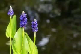 Pontederia cordata (Snoekkruid blauw) - afbeelding 4