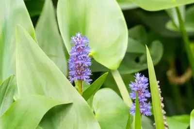 Pontederia cordata (Snoekkruid blauw) - afbeelding 5