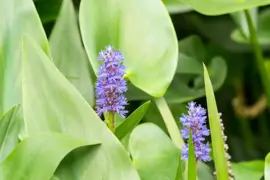 Pontederia cordata (Snoekkruid blauw) - afbeelding 5