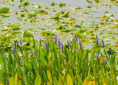 Pontederia cordata (Snoekkruid blauw) - afbeelding 3