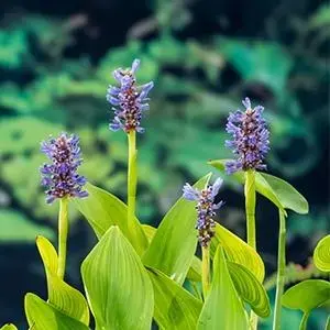 Pontederia cordata (Snoekkruid blauw) - afbeelding 2