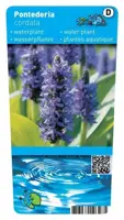 Pontederia cordata (Snoekkruid blauw) - afbeelding 1