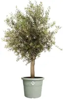 Pot algarve cilindro 40cm tijmgroen - afbeelding 3