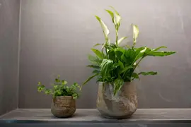 Pot Jelmer Mint Ø15x12 cm - afbeelding 2