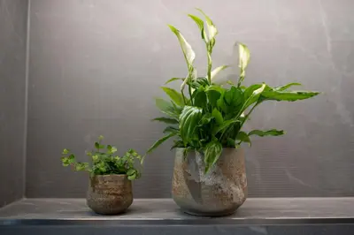 Pot Jelmer Mint Ø20×17 cm - afbeelding 2