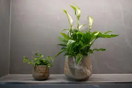 Pot Jelmer Mint Ø20×17 cm - afbeelding 2