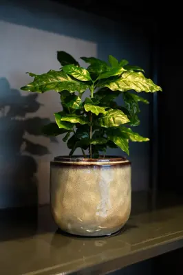 Pot Mabel Sage Ø21x17 cm - afbeelding 2