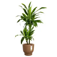 Pot pc amber grail d58cm karamel - afbeelding 4