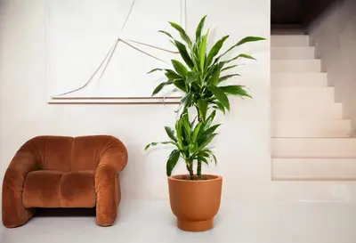 Pot pc amber grail d58cm karamel - afbeelding 7