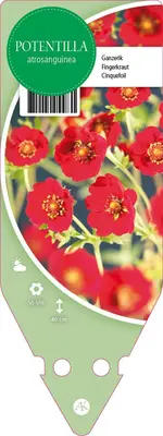 Potentilla Atrosanguinea (Ganzerik) - afbeelding 1