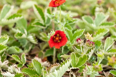 Potentilla (Ganzerik) - afbeelding 2