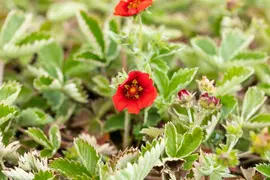 Potentilla (Ganzerik) - afbeelding 2