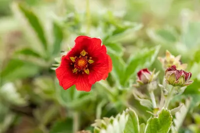 Potentilla (Ganzerik) - afbeelding 3