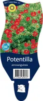 Potentilla (Ganzerik) - afbeelding 1