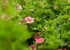 Potentilla Nepalensis Miss Willmott (Ganzerik) - afbeelding 4