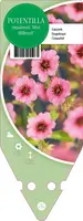 Potentilla Nepalensis Miss Willmott (Ganzerik) - afbeelding 1