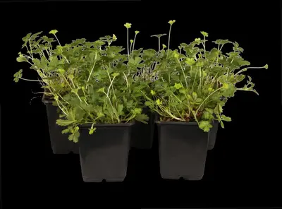 Potentilla Neumanniana (Voorjaarsganzerik) - afbeelding 3