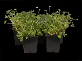 Potentilla Neumanniana (Voorjaarsganzerik) - afbeelding 3