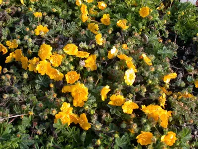 Potentilla Neumanniana (Voorjaarsganzerik) - afbeelding 5