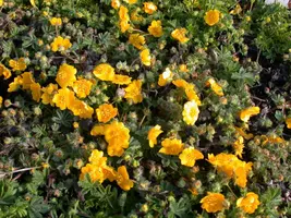 Potentilla Neumanniana (Voorjaarsganzerik) - afbeelding 5