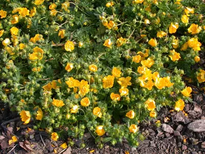 Potentilla Neumanniana (Voorjaarsganzerik) - afbeelding 6