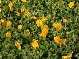 Potentilla Neumanniana (Voorjaarsganzerik) - afbeelding 7