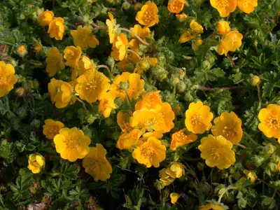 Potentilla Neumanniana (Voorjaarsganzerik) - afbeelding 8