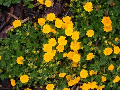 Potentilla Neumanniana (Voorjaarsganzerik) - afbeelding 9