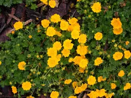 Potentilla Neumanniana (Voorjaarsganzerik) - afbeelding 9