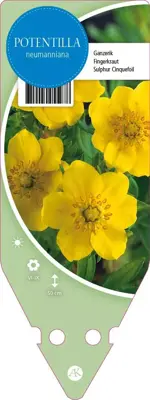 Potentilla Neumanniana (Voorjaarsganzerik) - afbeelding 1