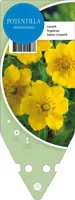 Potentilla Neumanniana (Voorjaarsganzerik) - afbeelding 1