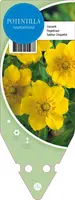 Potentilla Neumanniana (Voorjaarsganzerik) - afbeelding 1