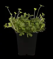 Potentilla Neumanniana (Voorjaarsganzerik) - afbeelding 4