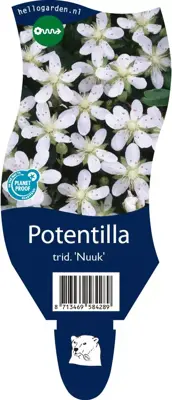 Potentilla tridentata 'Nuuk' (Ganzerik) - afbeelding 1