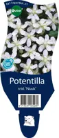 Potentilla tridentata 'Nuuk' (Ganzerik) - afbeelding 1