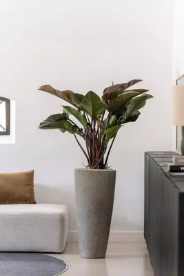 Pottery Pots bloempot Dax l 37x80cm diorite grey - afbeelding 2