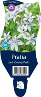 Pratia ped. 'County Park' (Pratia) - afbeelding 1