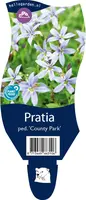 Pratia ped. 'County Park' (Pratia) - afbeelding 1