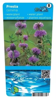 Preslia cervina (Engelse watermunt) - afbeelding 1