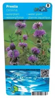 Preslia cervina (Engelse watermunt) - afbeelding 1