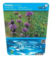 Preslia cervina (Engelse watermunt) - afbeelding 2