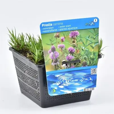 Preslia cervina (Engelse watermunt) - afbeelding 1