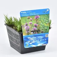 Preslia cervina (Engelse watermunt) - afbeelding 1